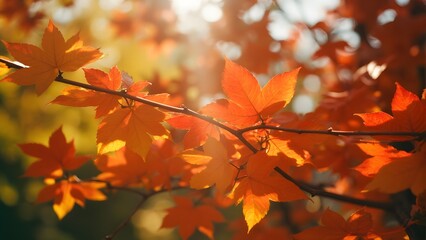 Warm Autumn Colors of Sunlit Leaves in Close-Up, Beautiful Red and Yellow Foliage