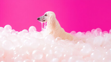 A cute afghan hound dog in bath with soap foam on glossy pink refreshing fashion background. adorable pet portrait shampoo pet grooming salon spa wallpaper
