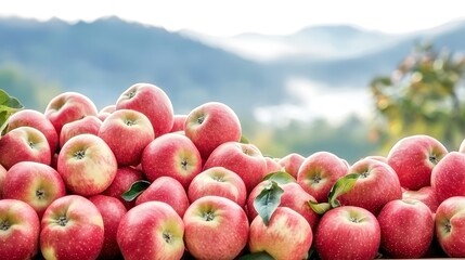 An expansive orchard filled with ripe apples ready for picking, captured in stunning detail. The background shows misty mountains and a clear blue sky, providing perfect copy space. The image