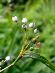 hanjeli is called job's tears or also called Chinese pearl, while in regional languages ​​it is usually called jali watu.