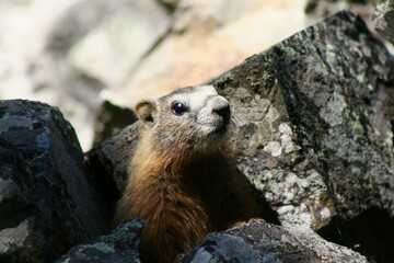 marmot in the mountains