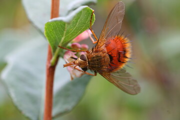 Tachinid Fly - Adejeania vexatrix found in Sweet Grass County Montana