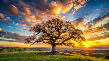Naklejka premium A Solitary Tree Stands Tall Against a Vibrant Sunset Sky, Casting a Shadow on Rolling Green Hills