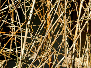 Dry bamboo branches can be used as curtains for the yard as well as decoration