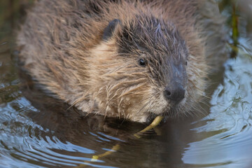 A wild beaver in Grand Teton National Park in Wyoming.