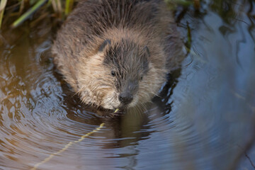 A wild beaver in Grand Teton National Park in Wyoming.