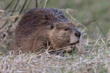 A wild beaver in Grand Teton National Park in Wyoming.