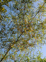 Take a photo from below of the tree so you can see the clear blue color of the morning sky.
