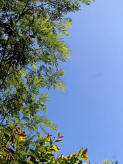 Take a photo from below of the tree so you can see the clear blue color of the morning sky.