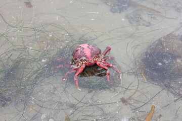 California crab exoskeleton in murky tidal water in Tourmaline or Old Man's Surfing Park along with seaweeds, San Diego, CA