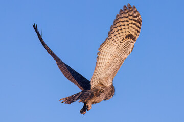 A wild great horned owl in a field in Colorado.