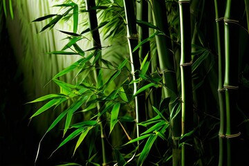 bamboo grove natural arrangement forming parallel is showcasing