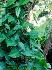 a plant that propagates using a tree as a growing medium