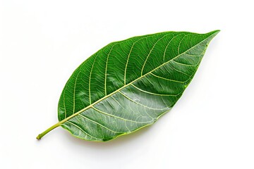 Obraz premium Top view of leaf isolated on white background