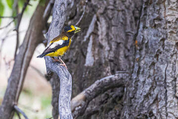 A wild evening grosbeak perched on a tree in the mountains of Colorado.