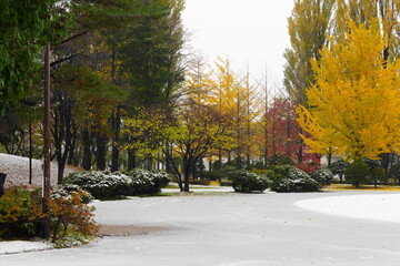 Fototapeta premium 積雪と紅葉