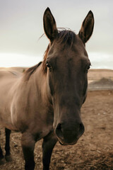Fototapeta premium horse at golden hour