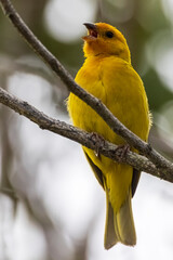 A wild saffron finch in Hawaiʻi Volcanoes National Park on the island of Hawaii.