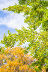 秋の銀杏と黄葉　
