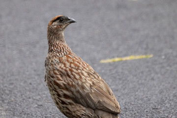 A wild erckel's spurfowl in Hawaiʻi Volcanoes National Park on the island of Hawaii.