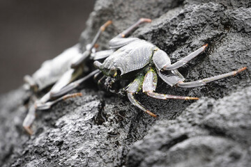 A wild crab on the island of Hawaii.