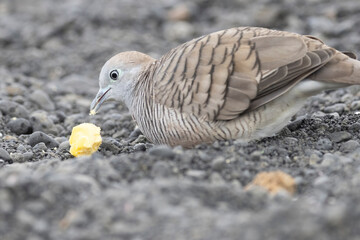 A wild zebra dove on the island of Hawaii.