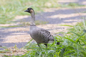 A wild nene, also known as the nēnē or the Hawaiian goose, on the island of Hawaii.