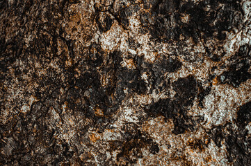 Close up. Surface of Bark pattern is texture from tree. For background wood design, Bark of dark brown hardwood, thick bark. Dry Big tree wood. Focus on tree . noisy, similar others