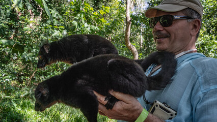 Two black lemurs Eulemur macaco are sitting on a human hands. Profile view. A man in sunglasses and a cap is smiling happily. The background is green vegetation. Madagascar. Nosy Komba  