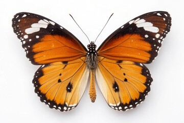 Obraz premium Macro of butterfly isolated on white background, Danaus chrysippus, top view