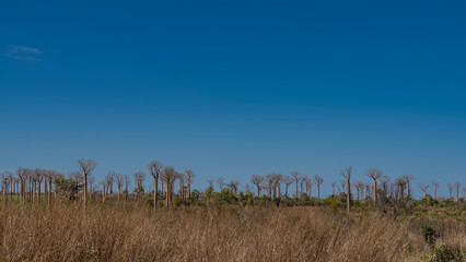 Thickets of young baobabs in the valley. Thin trunks and compact leafless crowns of trees against a...