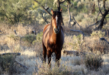 Wild and Free - Wild Horse - Arizona