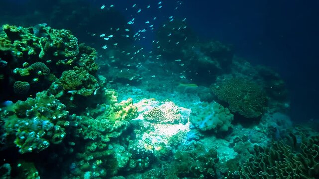 Underwater static video, bioluminescent night scene. the video captures a coral reef with bioluminescent creatures and glowing plankton.