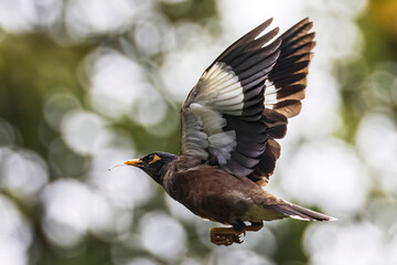 A wild common myna in Haleakala National Park on the island of Maui in Hawaii.