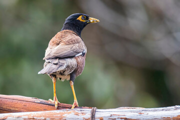 A wild common myna in Haleakala National Park on the island of Maui in Hawaii.