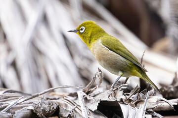 A wild warbling white-eye in Haleakala National Park in Hawaii.