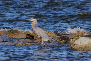 great blue heron ardea cinerea