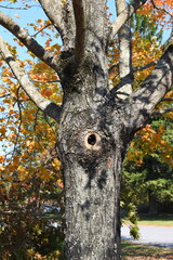 Close up tree bark texture