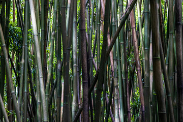 A bamboo forest in Haleakala National Park on the island of Maui in Hawaii.