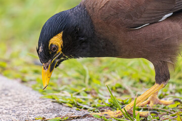 A wild common myna in Haleakala National Park on the island of Maui in Hawaii.