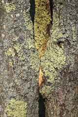 Close up tree bark texture