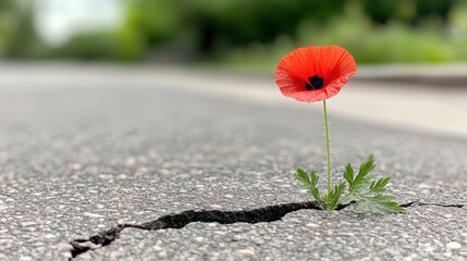 vibrant poppy flower growing through crack in asphalt, symbolizing resilience and beauty in unexpected places. This striking image captures nature determination