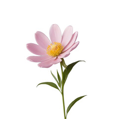 Fototapeta premium pink daisy isolated on white background