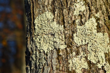 Close up tree bark texture