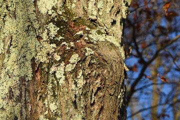 Close up tree bark texture
