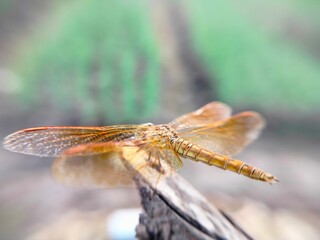 Dragonfly perched on a tree trunk