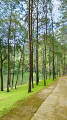 A peaceful campsite nestled among tall trees by a lake.