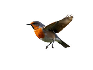 Fototapeta premium 3D Render of Robin flying on Transparent Background