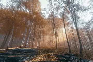 Naklejka premium 8k highest resolution. photo-like style. sunrise, capturing the golden light filtering through the trees. 8k high resolution