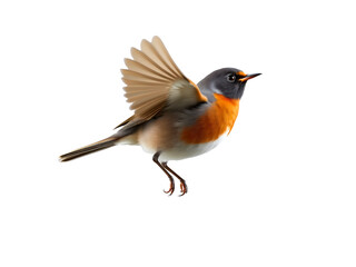 Obraz premium 3D Render of Robin flying on Transparent Background